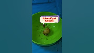 Dấu hiệu nhận biết ốc táo khoẻ mạnh? #anhnuoica #guppy #cabaymau #ca7mau #octao