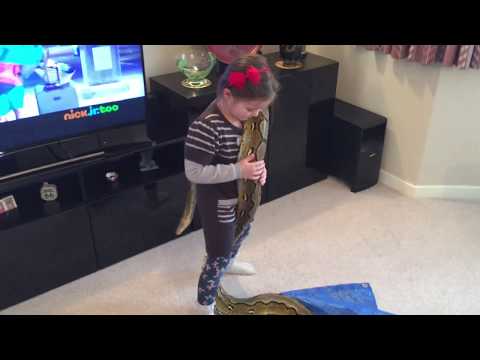 5 year old picking up 10ft Reticulated Python