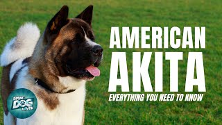 American Akita Dog 101 Everything you need to know screenshot 2