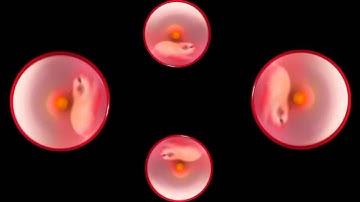 Crazy Hamster On Wheel, Holographic Animation For Use With HoloQuad Pyramid Hologram MMD