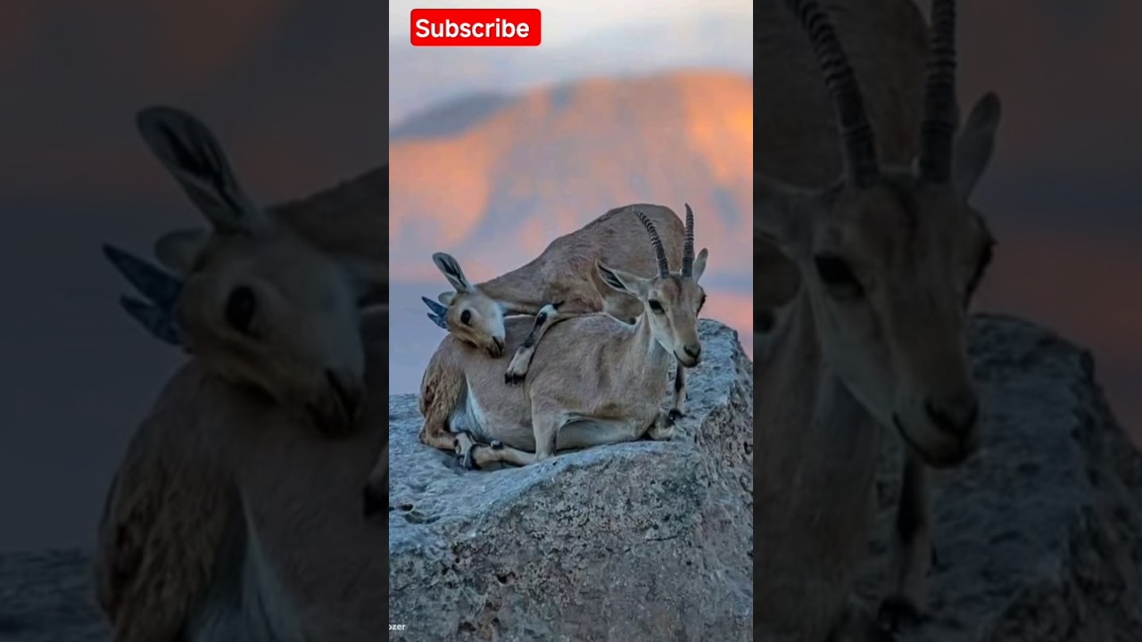 Unbreakable Love | Goat Mom & Baby 🐐💖