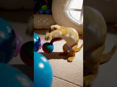 Sora AI Video Sora Cat Catlover Funny Funnycats