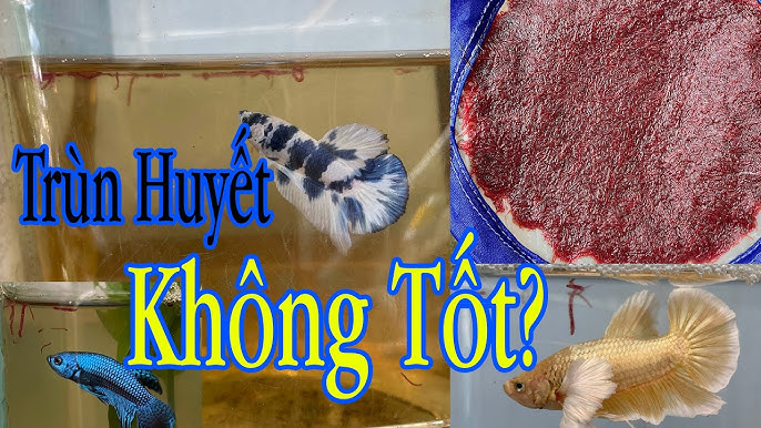 Ăn Cá Đồng Có Tốt Không? Khám Phá Lợi Ích và Cách Chế Biến Tuyệt Vời
