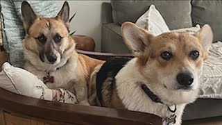 Keluarga mengatakan anjing Corgi mereka mati setelah memakan bakso beracun yang mengandung racun tikus.