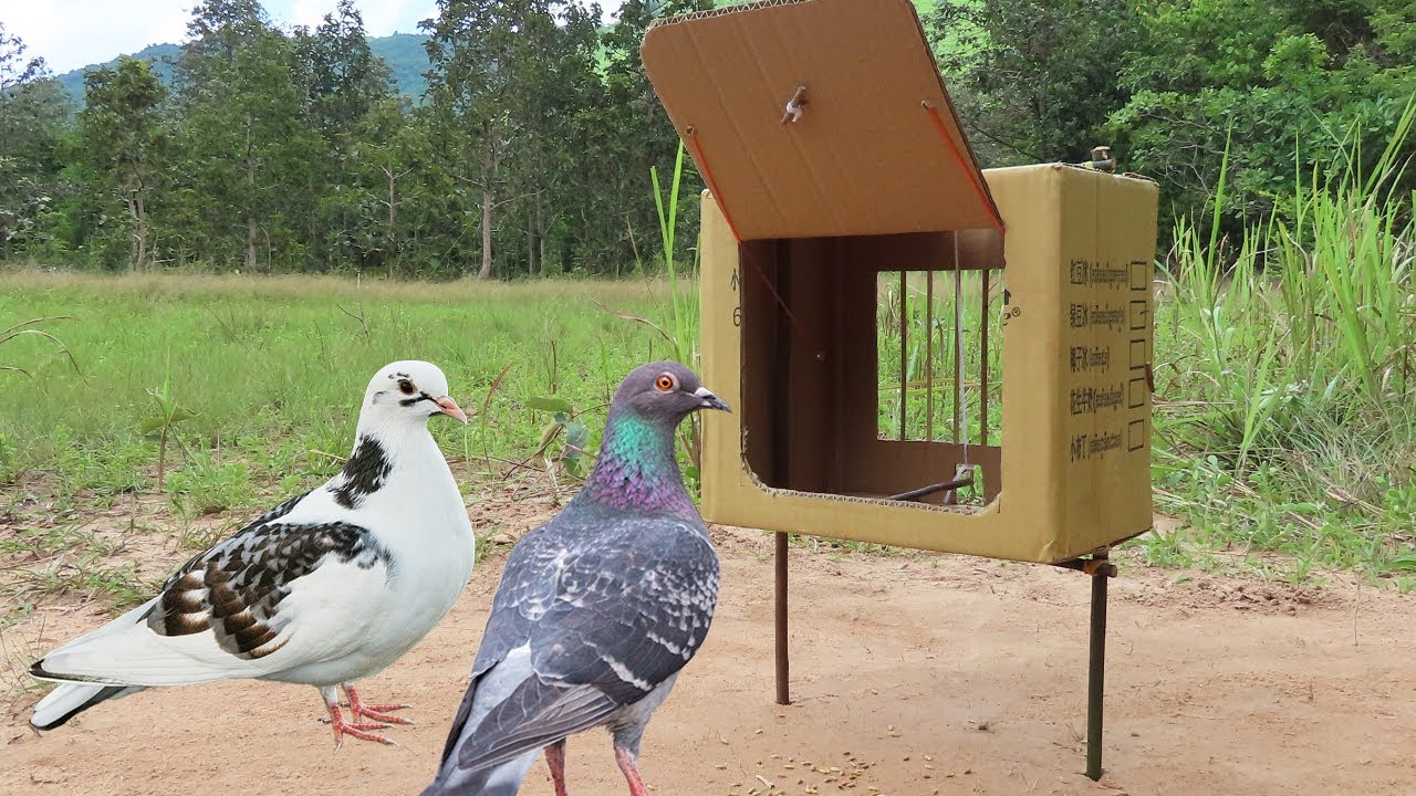 Creative Quick Pigeon Trap Using Paper Box With Woods - Easy Unique Bird Trap