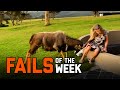 Back To Nature | Fails of the Week (February 2020)