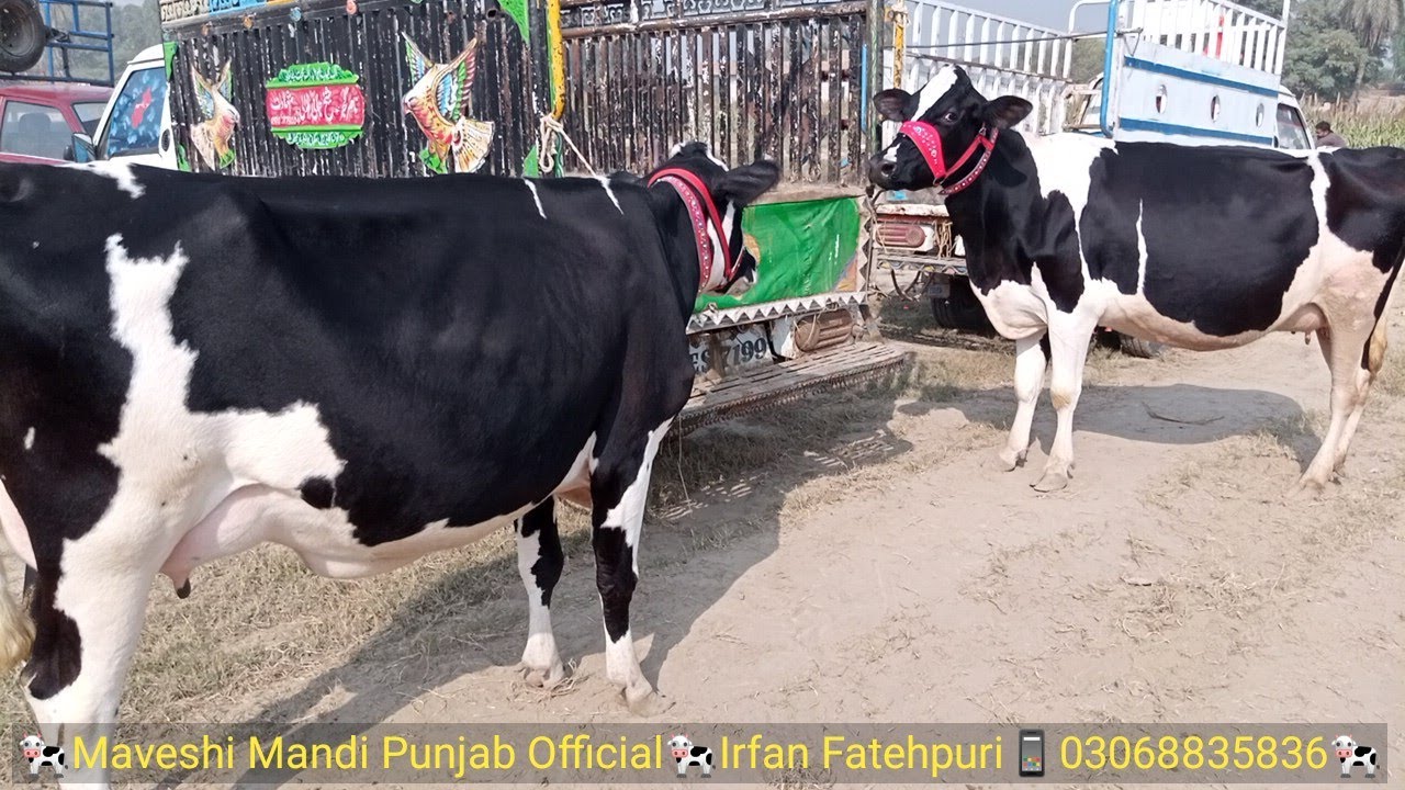 Pure Holstein Fresian Cows For Sale Best Price in Punjab Pakistan Pure