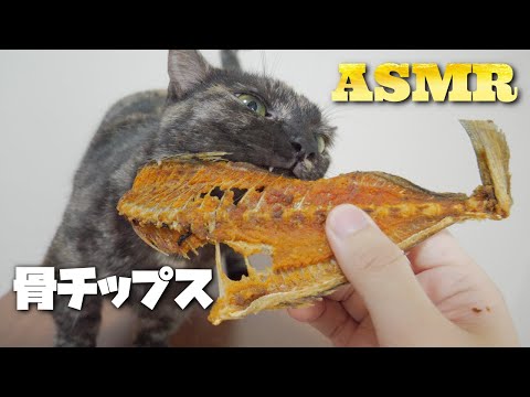 【ASMR】Cat Eating Fish Bone Chips 魚の骨をかみ砕く猫の咀嚼音??