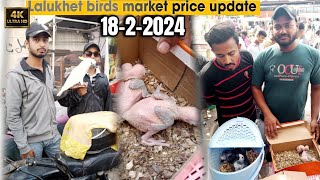 parrots price decreased in 18-2-2024 l Lalukhet birds market l Bidding \& pice in Urdu \/Hindi
