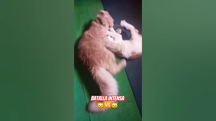 Video 11902111: mainecoon cute catlover, gato maine coon