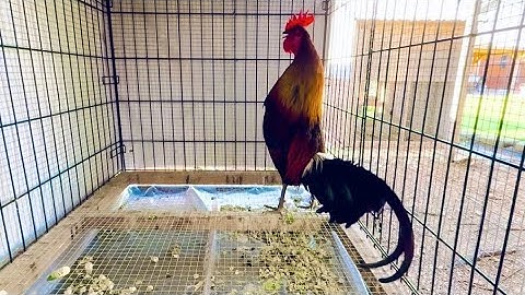 chicken, ntsuag lau qaib dib March 20, 2025