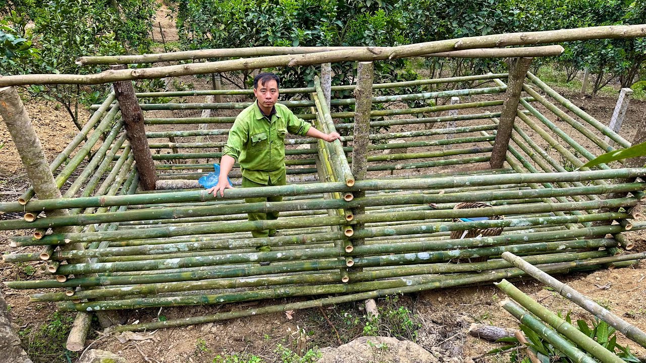Jhony continues to expand his wild boar farm and waits for news from ...
