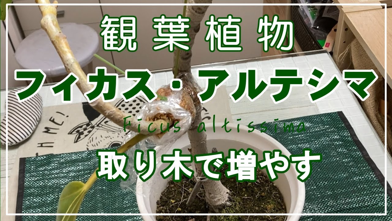 観葉植物】アルテシマの取り木／環状剥皮／増やし方 - YouTube