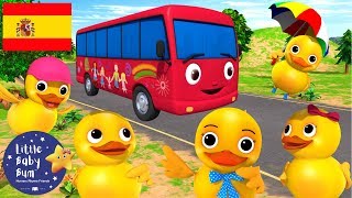 Canciones Infantiles | ¡Cinco patitos en un Autobús! | Dibujos Animados | Little Baby Bum en Español