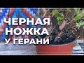 Черная ножка у герани. Пеларгония ангел погибла от фузариоза