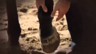 Heartland Season 6 Episode 13 Waiting for Tomorrow mp4