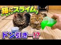 猫にスライムの恐ろしさを体感させたらドン引きされました…