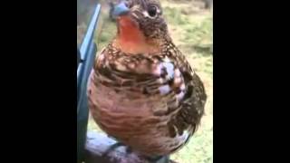 Grouse Says No Hunting