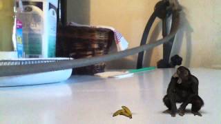 Affe Hat Zu Viele Bananen ??