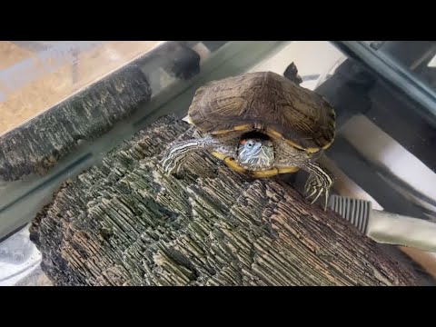 Video: Pet Scoop: pereche de pui furate reuniți ca adulți, focar de Salmonella legat de țestoase