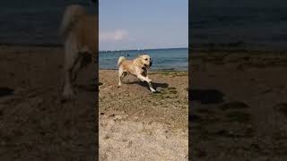 Одесса 💦в конце лета 😳🐕🦺🐩🐕пляж #shorts