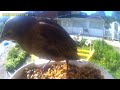 #birdspotting #birdfeeder new visitors