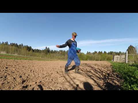Сеем фацелию и донник для пчел