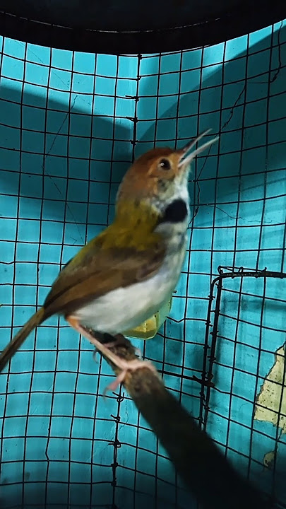 prenjak lumut jantan gacor#shorts #prenjaklumut