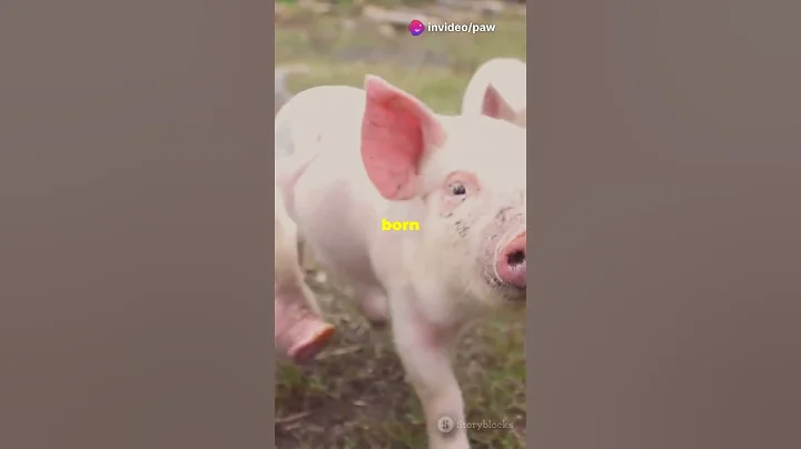 Did you know these amazing facts about pigs?#pig#piggy#animals#facts #shorts