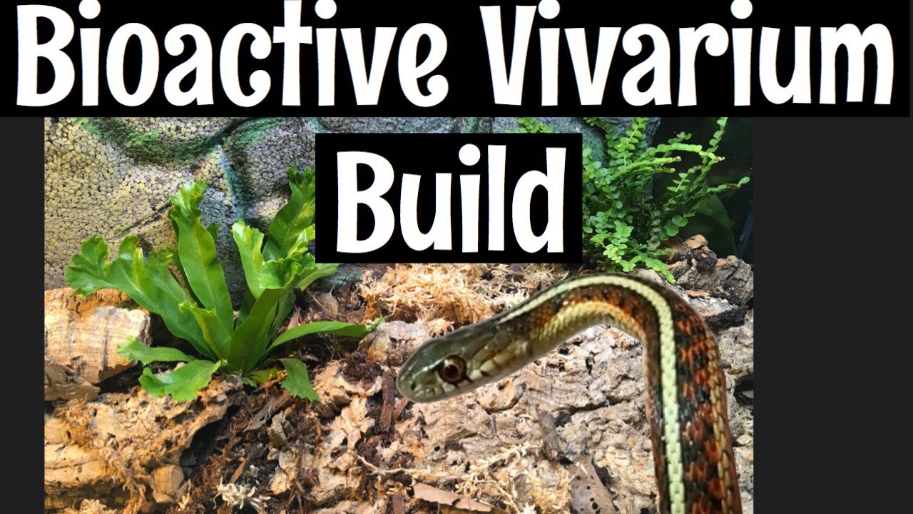 Biodude Bioactive Vivarium Build for RedSided Garter Snakes YouTube