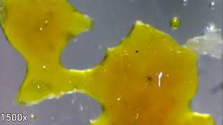 Fecl3, Hgcl2