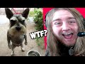 Damn Nature You Scary | Funny Scary Animal Encounters