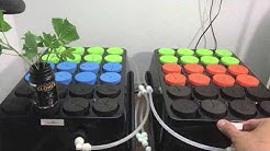 How to Clone Cannabis - Roots in 4 days! 100% success rate! High Pressure Aeroponics Cloner