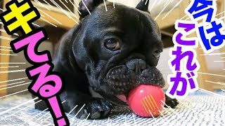 犬もね、おもちゃの好みとか変わってくみたいよ。