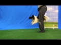 Cool dog tricks by talented angus in outstanding talent hounds audition