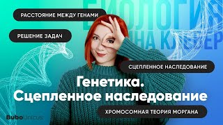 Генетика. Сцепленное наследование.  | БИОЛОГИЯ ЕГЭ | Лина Клевер