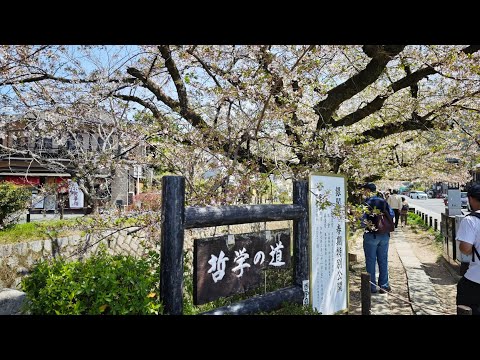 ????Live 日本京都賞櫻 哲學之道 Kyoto Japan Sakura