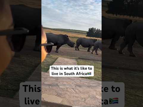 This Is What It S Like To Live In South Africa Elephant Ostrich Rhino Lion