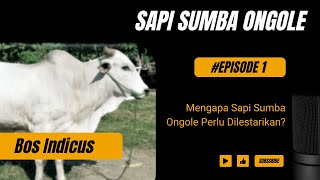 Mengapa Sapi Sumba Ongole Perlu Dilestarikan?