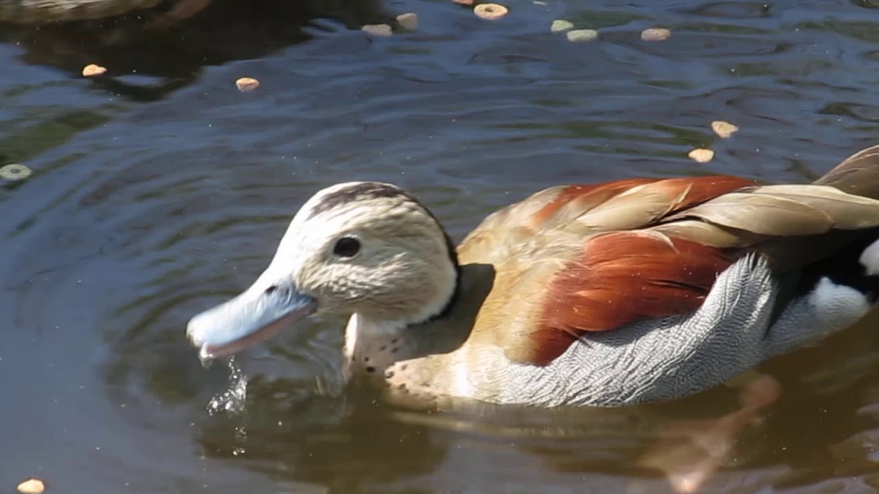 LAGHETTO CON ALZAVOLE BRASILIANE -  Callonetta Leucophrys