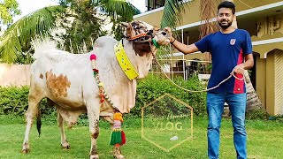 Bull In Full Masty 2021 - Eid al-Adha - Karachi - Cow - Mandi - 2021