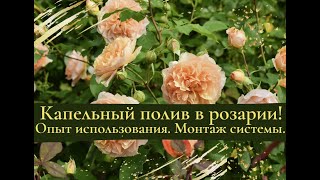 Капельный полив в розарии. Опыт использования.  Монтаж системы.