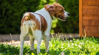 Caring for Your Brittany Dog s Ears Tips and Tricks for Happy and Healthy Ears