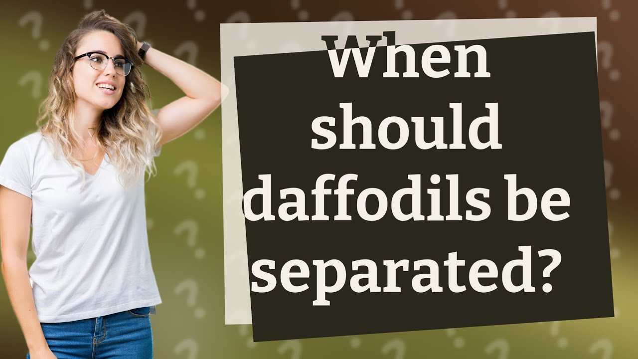 When should daffodils be separated? YouTube