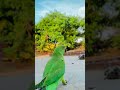Aapka dil kaise hai 🫶🦜 #parrot #birds #love #trending #ytshorts #shorts