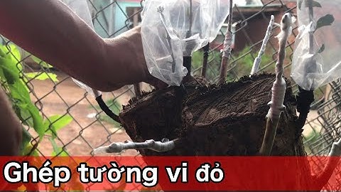Kỹ thuật ghép tường vi đỏ vào bằng lăng bằng hai cách đơn giản nhất