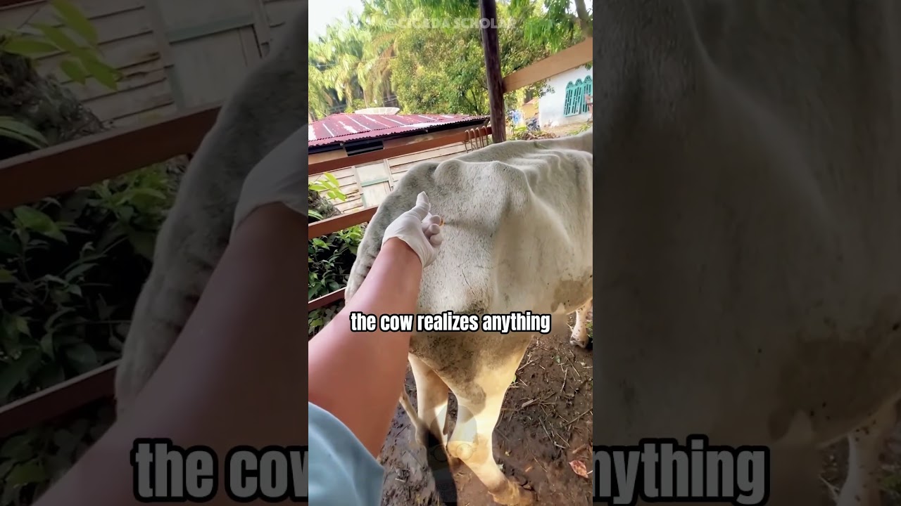 Why would you slap a cow's butt? 🤔🐄😂 
