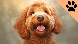 Pros and Cons of Goldendoodles by Dog World 453 views 3 months ago 8 minutes, 29 seconds