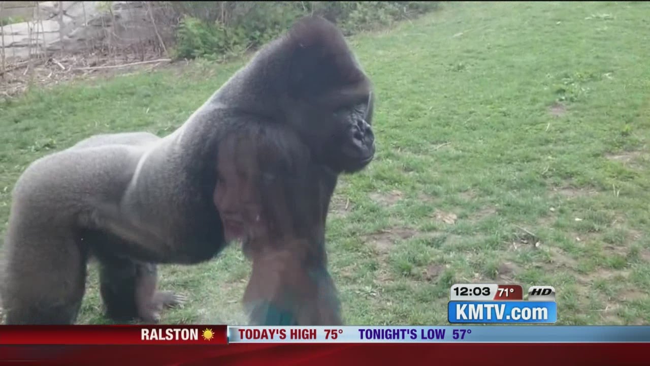 Gorilla breaks glass at Nebraska Zoo - YouTube