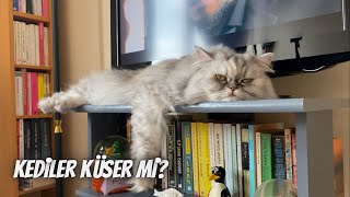 Kediler Küser Mi 5 Maddede Anlattım